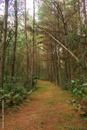 Obraz na płótnie Hiking path through a Pinus plantation at the National Forest of Canela (FLONA) - Canela, South of Brazil w salonie