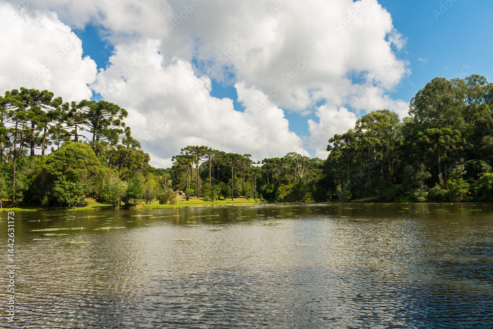 A view of the National Forest of Canela (FLONA) - Canela, South of Brazil