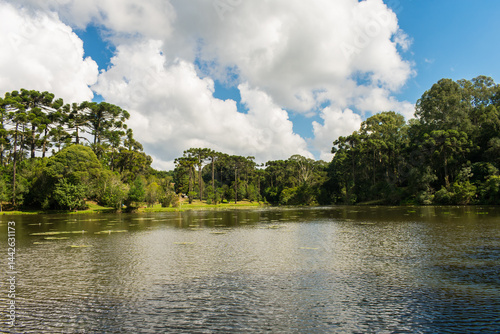 A view of the National Forest of Canela (FLONA) - Canela, South of Brazil