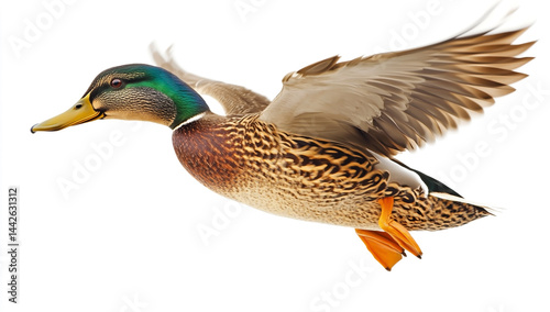 Isolated flying mallard duck on white background - flying wildlife bird, high resolution image