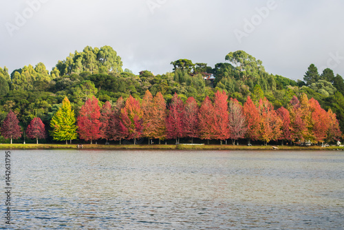 Obraz na płótnie Sao Bernardo Lake in Autumn. Tourist destination in Sao Francisco de Paula, South of Brazil w salonie