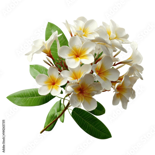 Lush Bouquet of Fragrant Plumeria Flowers