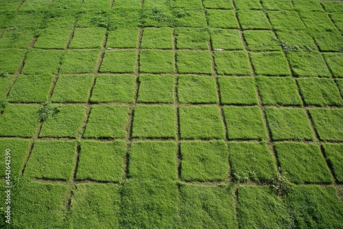 Green grass in square patterns