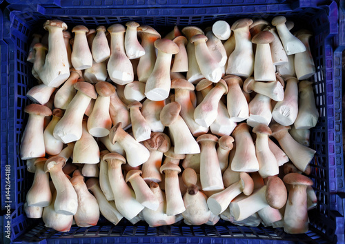 Frische Pilze von oben gesehen