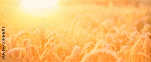 golden wheat field in sunset