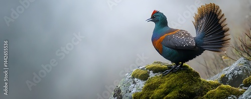 Temmincks tragopan stands regally on a mossy rock formation photo