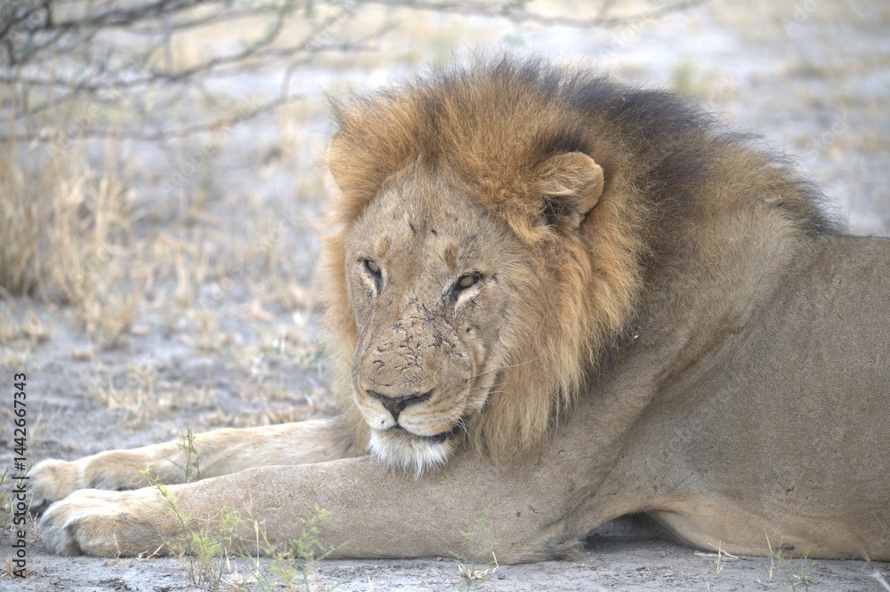 Naklejka premium Close-up horizontal image of a scarred male African lion lying on grey sandy ground in the Savuti area of Chobe National Park, Botswana. The lion is resting with his front paws stretched forward and h