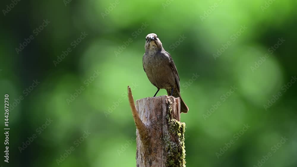 Brown-headed cowbird sitting on cedar post Brown-headed cowbird sitting on cedar post