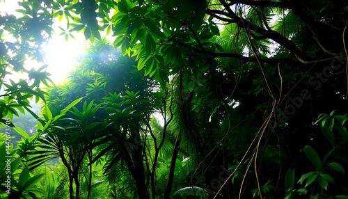 Obraz na płótnie Tropical Rainforest Canopy at Dawn w salonie