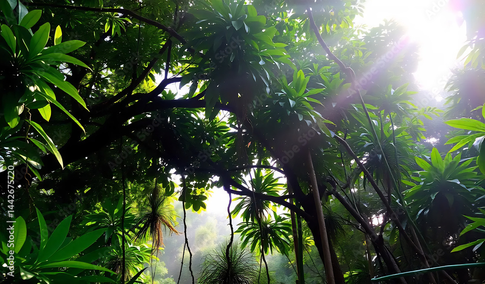Tropical Rainforest Canopy at Dawn