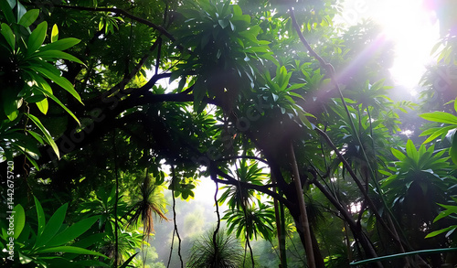 Tropical Rainforest Canopy at Dawn