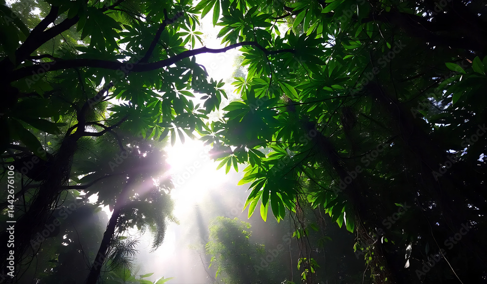 Tropical Rainforest Canopy at Dawn