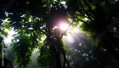 Obraz na płótnie Tropical Rainforest Canopy at Dawn w salonie