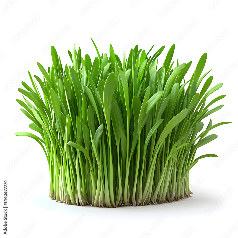 Fresh green grass growing isolated on white background