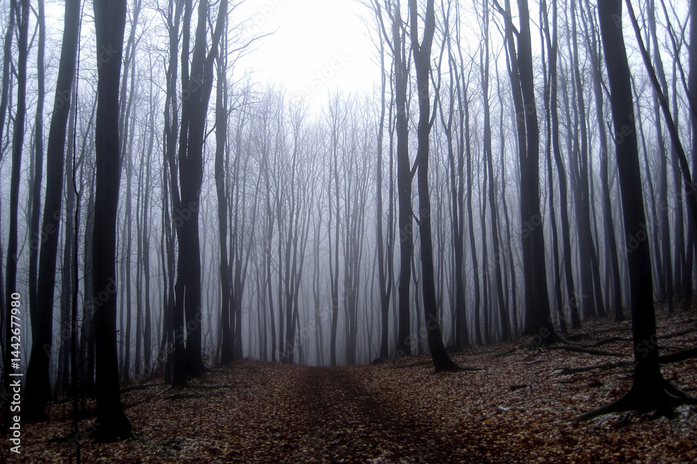 Naklejka premium Enchanted fog envelops a mystical forest with shafts of light breaking through dense tree canopies