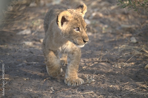 lion in wild savanna , Animal of africa