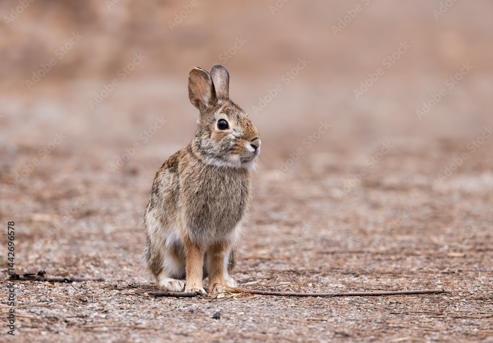 A young Eastern cottontail rabbit sitting in a spring forest.