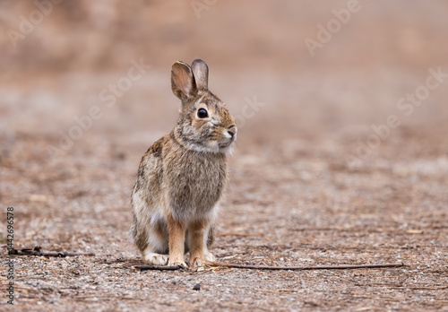 Obraz na płótnie A young Eastern cottontail rabbit sitting in a spring forest. w salonie