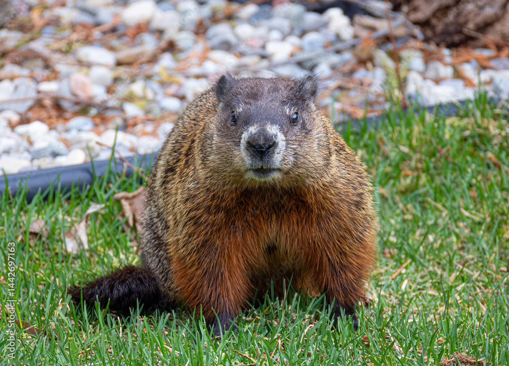 A groundhog or gopher standing on a green lawn in spring.