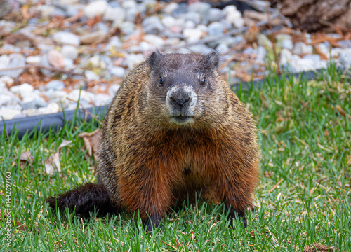 Obraz na płótnie A groundhog or gopher standing on a green lawn in spring. w salonie