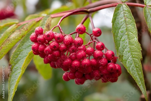Obraz na płótnie Red berries of sorbus vilmorinii hanging from branch after rain w salonie