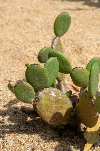 Opuntia humifusa cactus grow in desert area