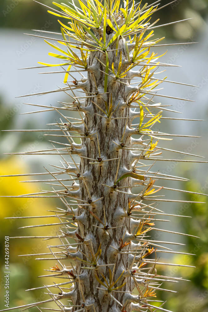 Close up of didierea madagascariensis plant.