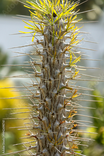 Close up of didierea madagascariensis plant.
