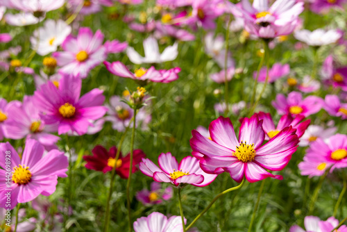 Obraz na płótnie Beautiful view of Xianhu Botanical Garden in Shenzhen, China w salonie
