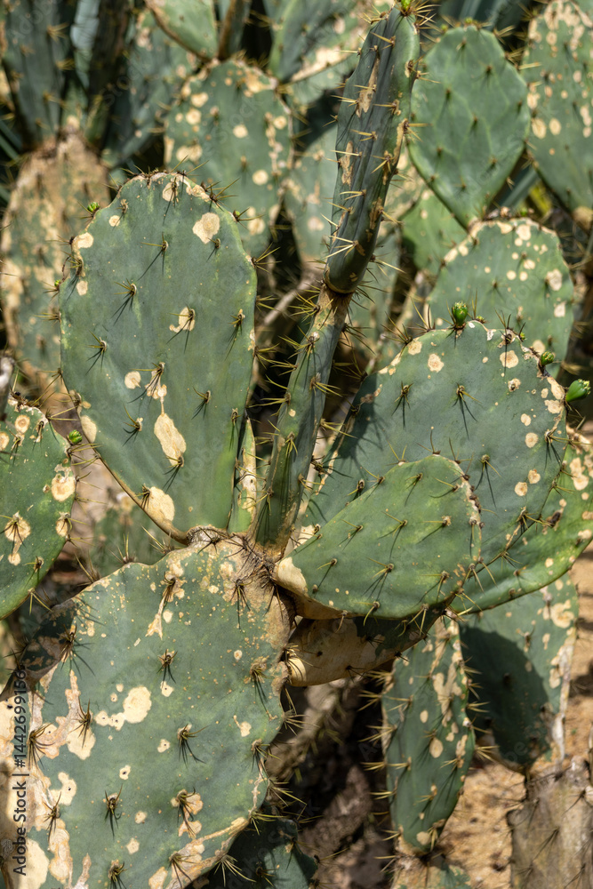 Opuntia engelmannii cactus grow in desert area