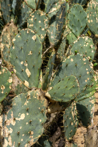 Obraz na płótnie Opuntia engelmannii cactus grow in desert area w salonie