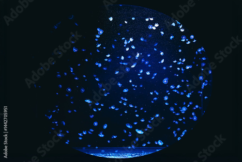 Colorful jellyfish swim gracefully in dark water at an aquarium exhibit showcasing marine life