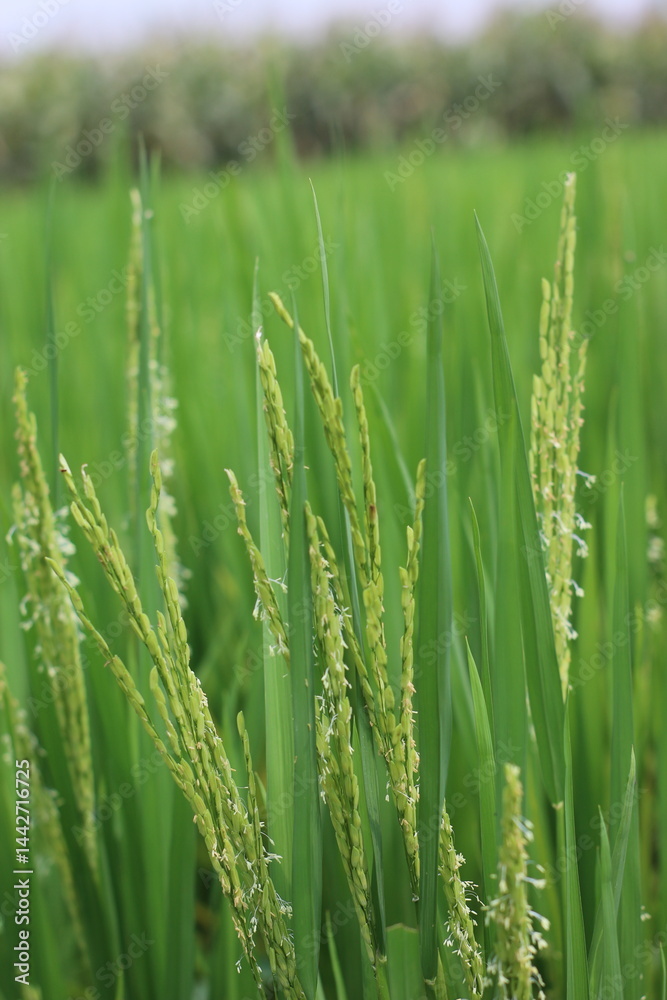 green wheat field green wheat field