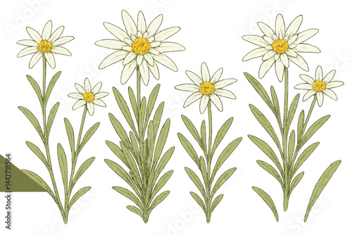 Vector flat illustration featuring blooming daisies showcasing vibrant petals and leaves in various sizes and arrangements in springtime setting