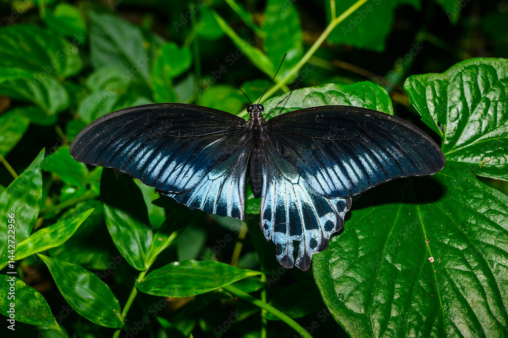 Naklejka premium A Blue Mormon butterfly (Papilio polymnestor) is a large swallowtail species, the second largest butterfly in India, with a wingspan of 120 to 150 mm, sitting on a fiddlehead fern and other weed.
