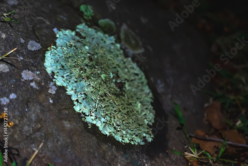 Lichens in India thrive across diverse habitats, from mountains to forests, serving as indicators of environmental health and contributing to biodiversity through symbiotic relationships.
