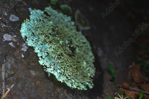 Lichens in India thrive across diverse habitats, from mountains to forests, serving as indicators of environmental health and contributing to biodiversity through symbiotic relationships.