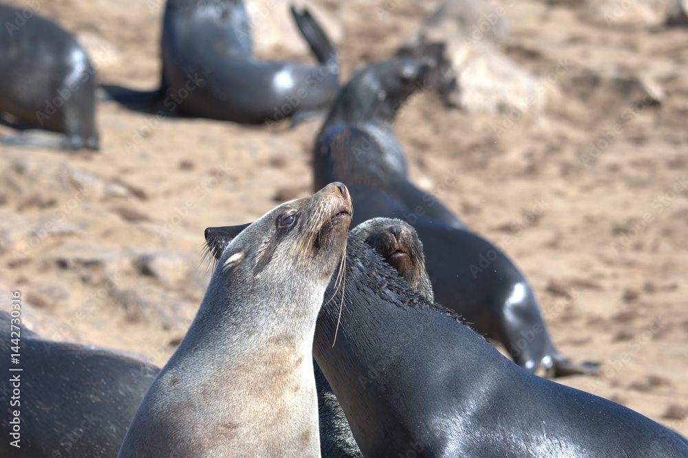 Obraz premium seal in sud africa , Animal of africa