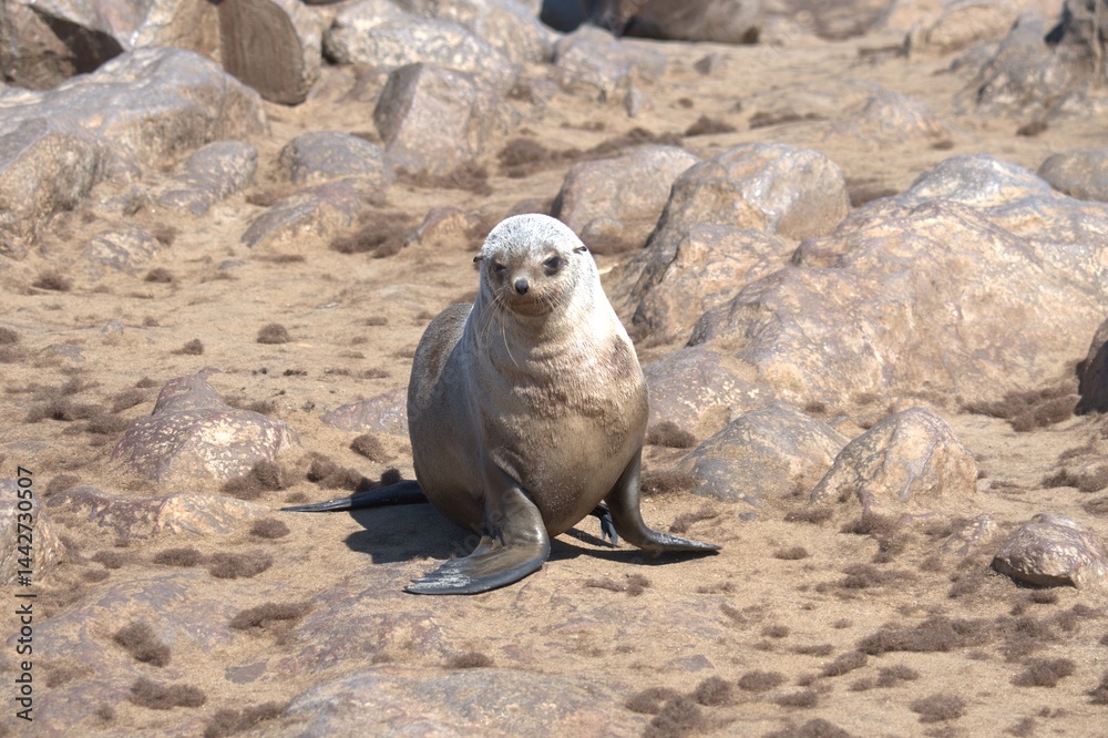 Fototapeta premium seal in sud africa , Animal of africa