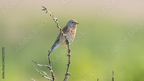 A common linnet perched on a branch