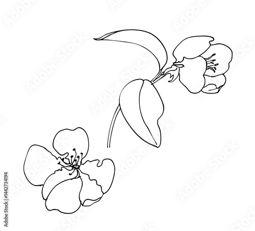 Branch leaves fig fruit orchard apple cherry plum cafe menu still life