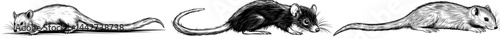 The profile of an otter is visible in silhouette on a white background