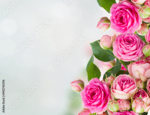 border of fresh pink roses on blue background with copy space