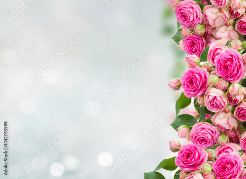 border of fresh pink roses on blue background with copy space