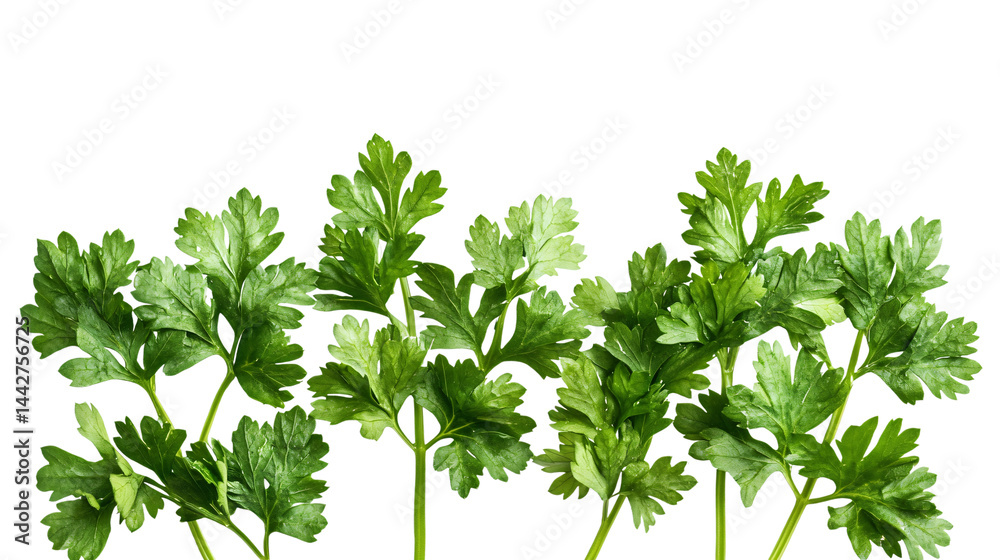 Obraz premium Fresh Parsley Leaf on White Background for Culinary Design and Herbal Concept