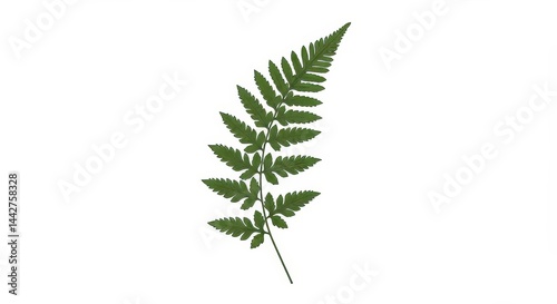 Simple white fern sprig in clean minimal style