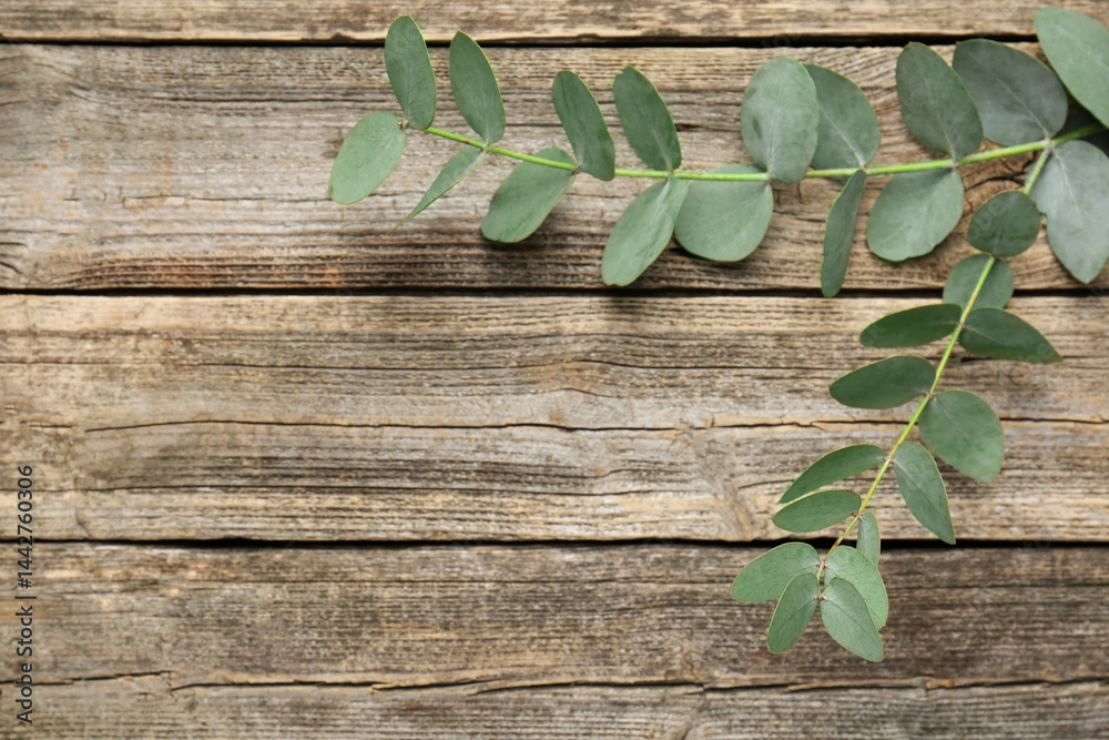 Obraz premium Beautiful eucalyptus branches on wooden background, top view. Space for text