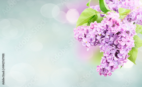 Fresh lilac twig with green leaves and flowers over defocused garden background