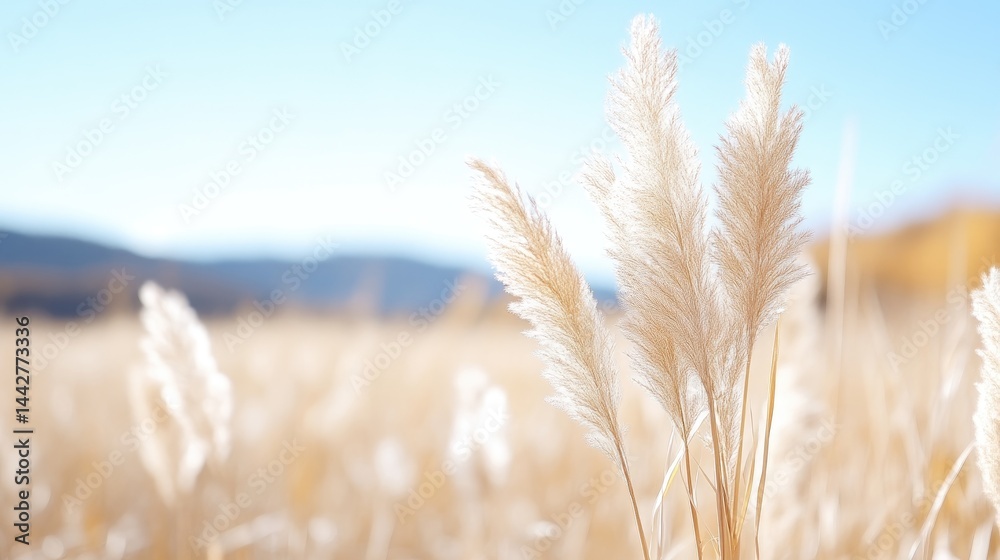 Obraz premium Soft, pale grasses in a golden field under a clear sky. Close-up view of fluffy flower heads, gently swaying in the breeze. Background of hazy mountains