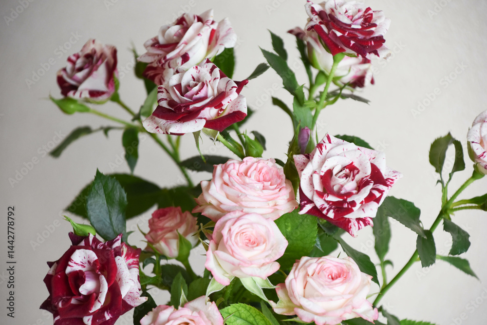 Obraz premium スプレーばら